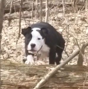 Meet your Posher, Fred